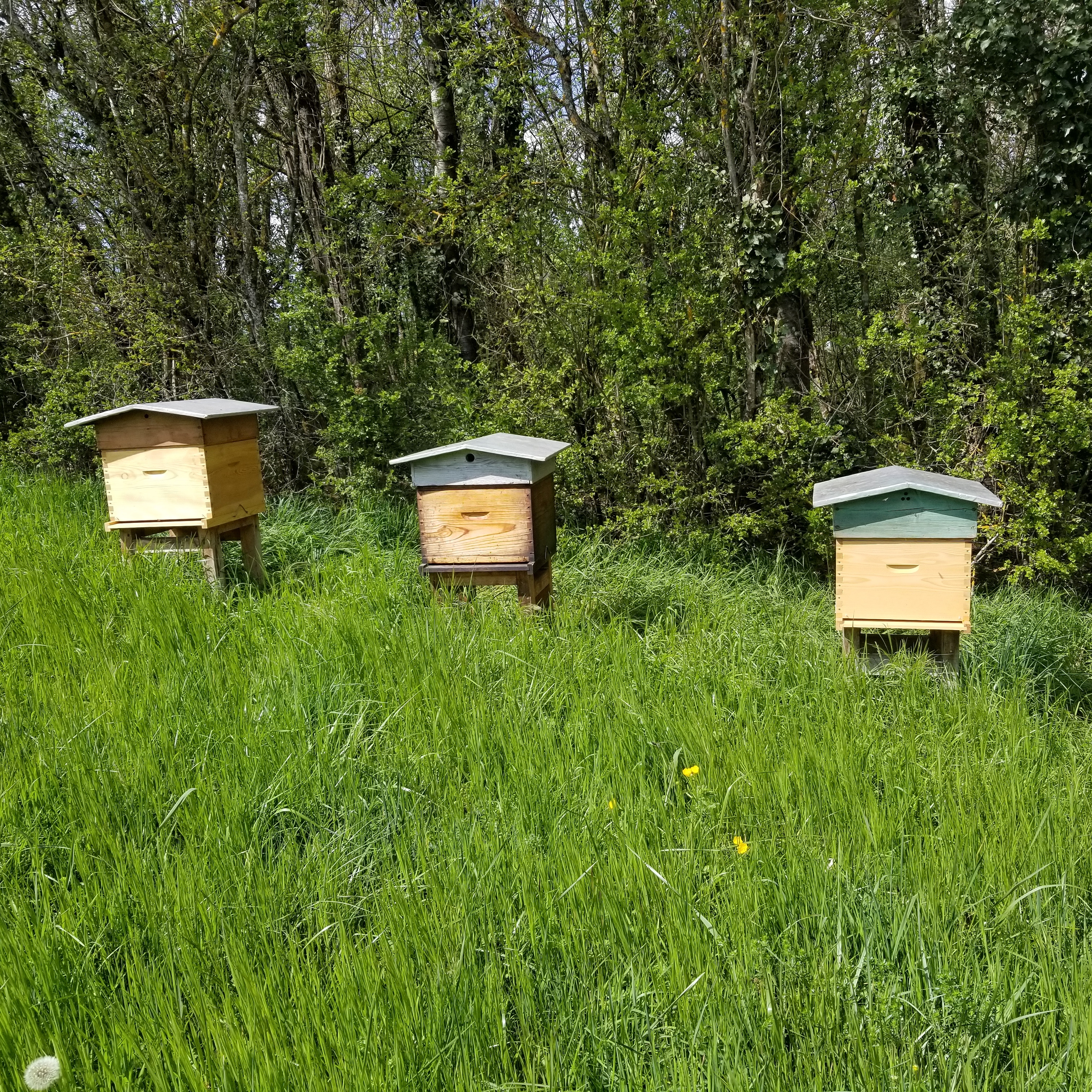 Les ruches du domaine